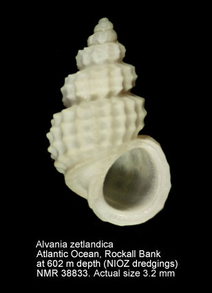 Alvania zetlandica.JPG - Alvania zetlandica(Montagu,1815)